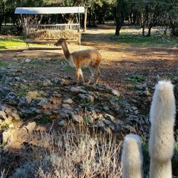 Parc Zoologique de Montpellier