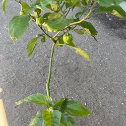 Carolina Reaper Chocolate