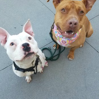 K9 Logic Dog Training - Pet Training Near Me - Glendale, California K9 Logic Dog Training - Pet Training Near Me - Glendale, California