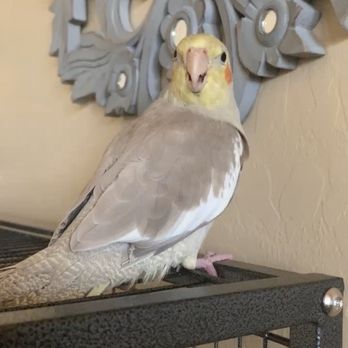 Pretty Feathers Bird Store - Here is my cockatiel. We got him from Pretty Feathers. He is a great bird, and he's silly! - Bird Shops Near Me - Apache Junction, Arizona Pretty Feathers Bird Store - Here is my cockatiel. We got him from Pretty Feathers. He is a great bird, and he's silly! - Bird Shops Near Me - Apache Junction, Arizona