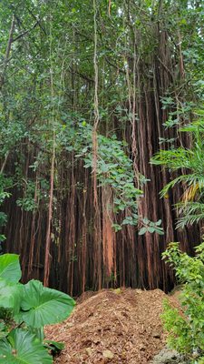 The Kampong, National Tropical Botanical Garden by null