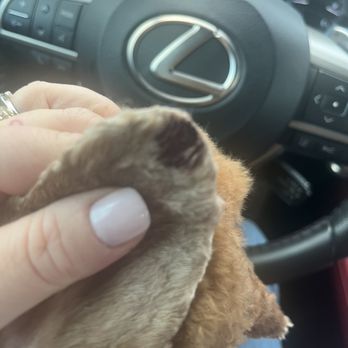 CityVet - Uptown - Veterinarians Near Me - Dallas, Texas