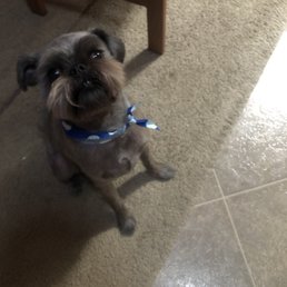 My dog Gus after being groomed My dog Gus after being groomed