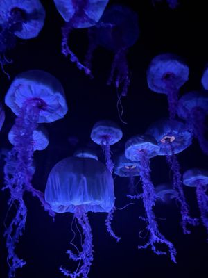 The Seas with Nemo & Friends by null