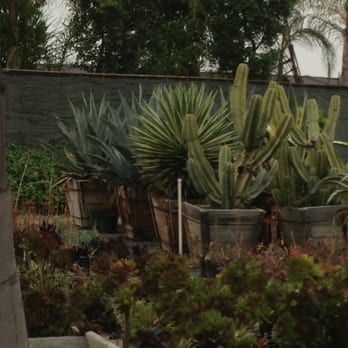Classic Nursery - Nice cactus selection - Nurseries & Gardening Near Me - Sun Valley, California Classic Nursery - Nice cactus selection - Nurseries & Gardening Near Me - Sun Valley, California