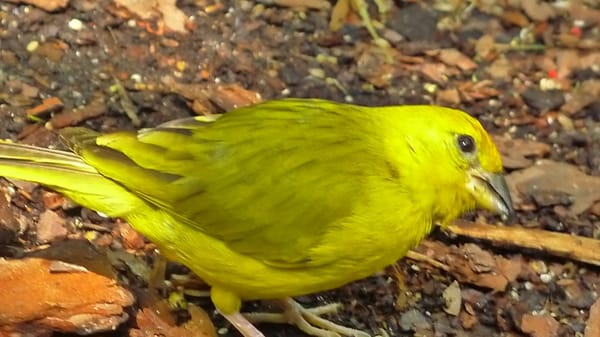 The Key West Butterfly and Nature Conservatory by null