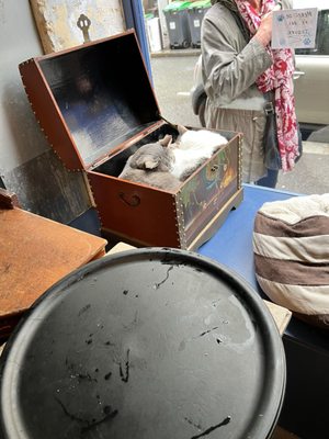 Le Café des Chats by null