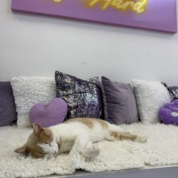 Purr-fecto Cat Lounge - Animal Shelters Near Me - Austin, Texas