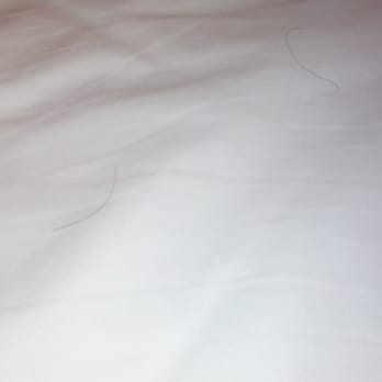 DoubleTree by Hilton - Dog hairs between the sheets... - Hotels Near Me - Orlando, Florida DoubleTree by Hilton - Dog hairs between the sheets... - Hotels Near Me - Orlando, Florida