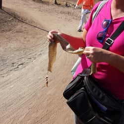 Mother Nature Walking Tours - Snake skin