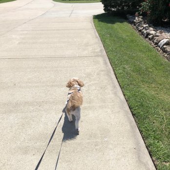 Tracy's Doggone Farm - Satisfied customer walking the grounds. - Pet Training Near Me - Wadsworth, Illinois Tracy's Doggone Farm - Satisfied customer walking the grounds. - Pet Training Near Me - Wadsworth, Illinois