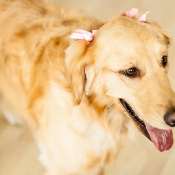 PetSmart - Very pretty with her bows. - Pet Groomers Near Me - Las Vegas, Nevada PetSmart - Very pretty with her bows. - Pet Groomers Near Me - Las Vegas, Nevada