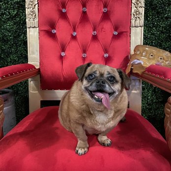 Kings Beer & Wine - Resident pup! - Beer, Wine & Spirits Near Me - Phoenix, Arizona Kings Beer & Wine - Resident pup! - Beer, Wine & Spirits Near Me - Phoenix, Arizona