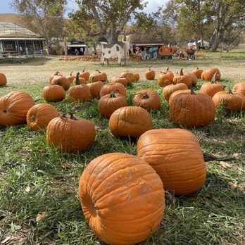 Joan's Farm & Pumpkin Patch - Pumpkin Patches Near Me - Livermore, California
