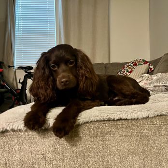 Pups R Us - Pet Groomers Near Me - Long Beach, California Pups R Us - Pet Groomers Near Me - Long Beach, California