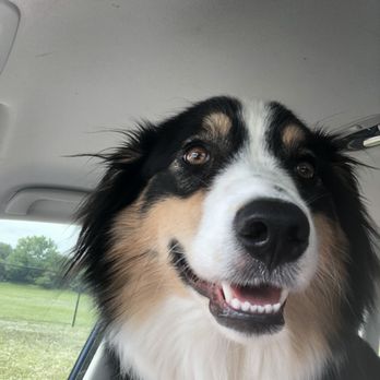 Shady Acres Pet Ranch - Pet Sitting Near Me - Round Rock, Texas Shady Acres Pet Ranch - Pet Sitting Near Me - Round Rock, Texas