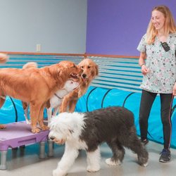 Tail Country Pet Resort