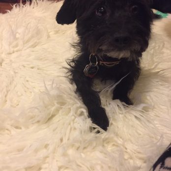 Mobile Doggie Den Grooming - The Cairn Terrier cut is too cute! - Pet Groomers Near Me - Albuquerque, New Mexico