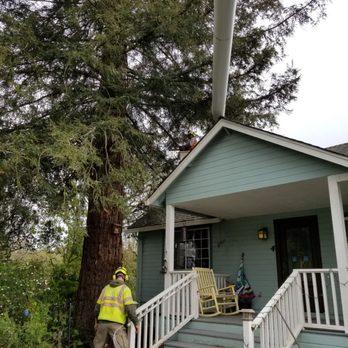 Fine Tree Care - Tree Services Near Me - Sebastopol, California