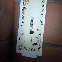 Rodent Proof