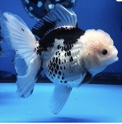 COAST GEM USA - Updated July 2024 - 448 Photos & 293 Reviews - 139