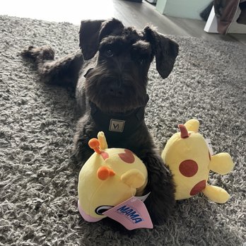 Fremont Dog Lodge - Alfie & his new toy for being such a good boy for his hair cut! - Pet Stores Near Me - Fremont, Indiana Fremont Dog Lodge - Alfie & his new toy for being such a good boy for his hair cut! - Pet Stores Near Me - Fremont, Indiana