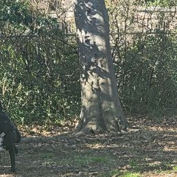 Tree 1 Tree 1