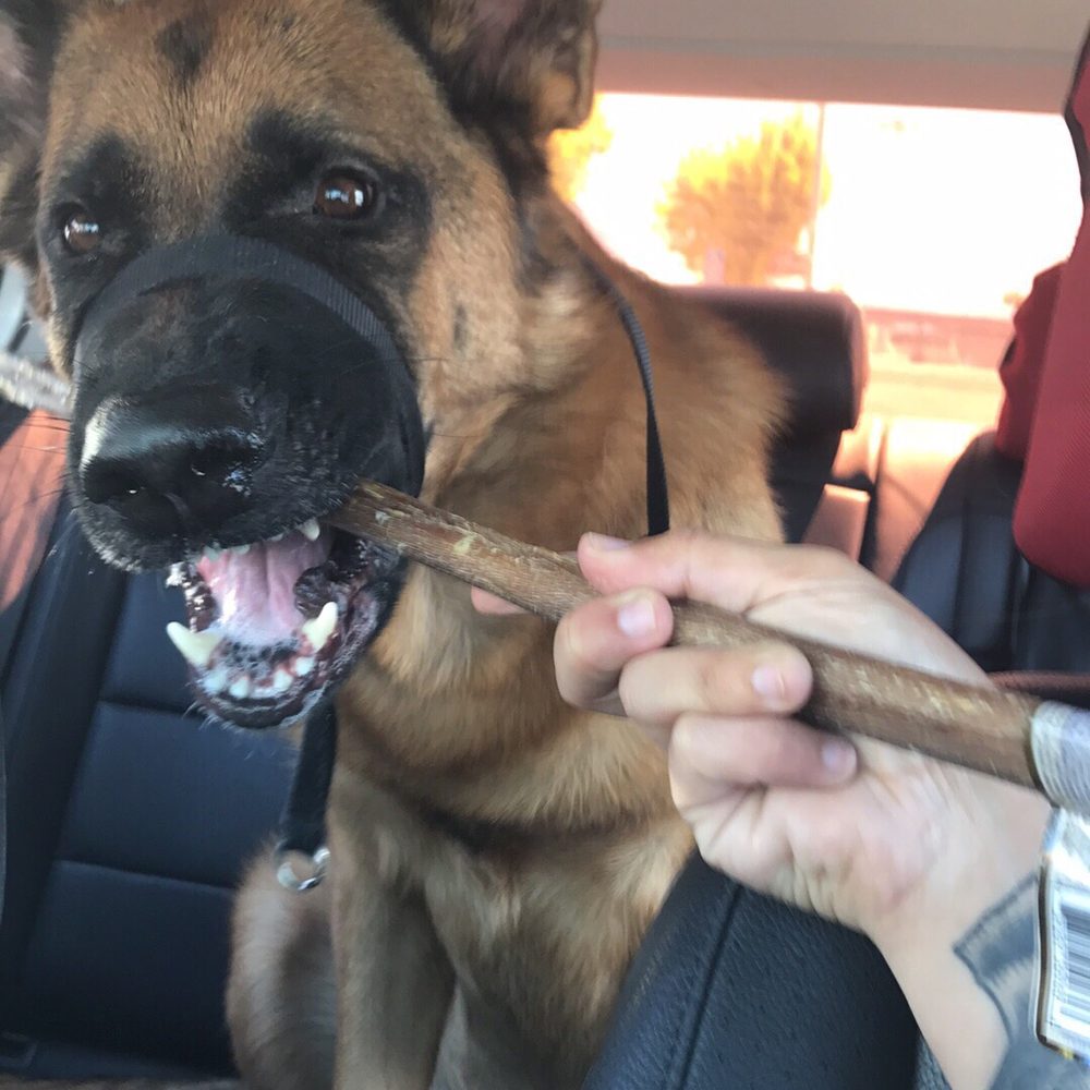 PetSmart - Boris says thank you for the bully stick! - Pet Stores Near Me - Stockton, California