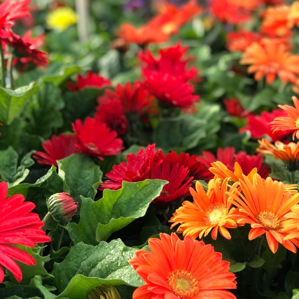 Flower Nursery In Dothan Al Best Flower Site