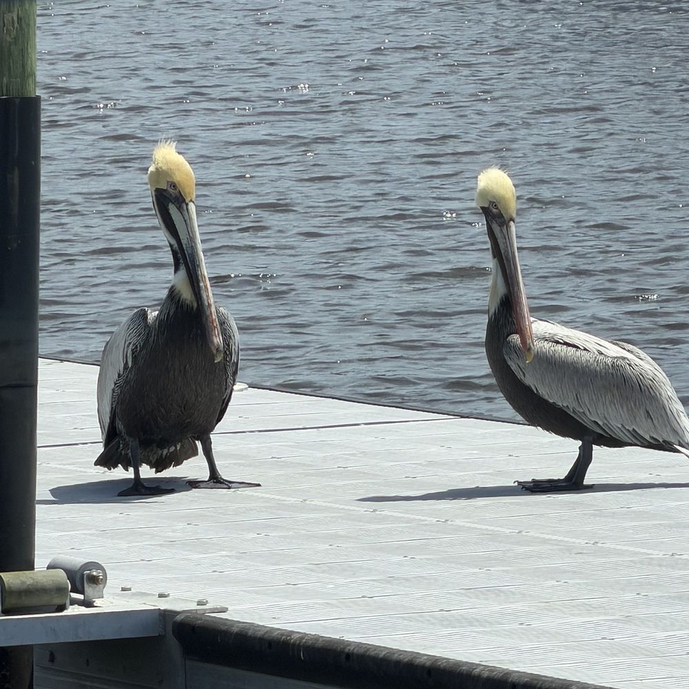 Dockside Seafood Restaurant - Seafood Near Me - Jacksonville Beach, Florida Dockside Seafood Restaurant - Seafood Near Me - Jacksonville Beach, Florida
