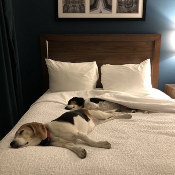 Magnolia Hotel - Omaha - Our pups liked the chill atmosphere. - Hotels Near Me - Omaha, Nebraska Magnolia Hotel - Omaha - Our pups liked the chill atmosphere. - Hotels Near Me - Omaha, Nebraska