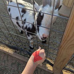 Goats! Goats!