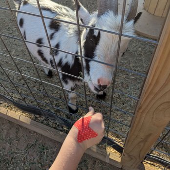 Screaming Goat Yard & Tap - Goats! - Coffee & Tea Near Me - Spring Branch, Texas