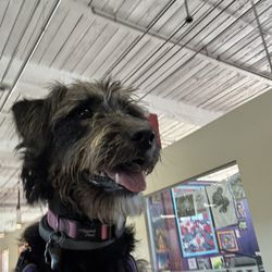 A New Leash On Life Market Place - Jett is home