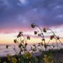 Photo of Emma Wood State Beach