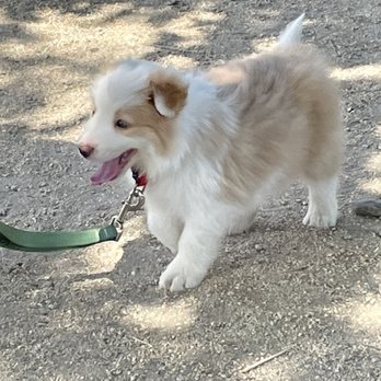 Team Reeves Ranch - Learning to walk on leash - Pet Breeders Near Me - Mariposa, California