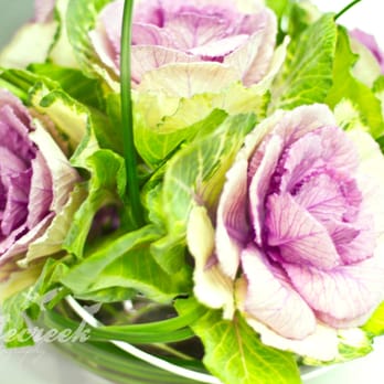 Primp Hair Studio - Our favorite salon flower is Flowering Kale! - Hair Salons Near Me - Fort Collins, Colorado Primp Hair Studio - Our favorite salon flower is Flowering Kale! - Hair Salons Near Me - Fort Collins, Colorado