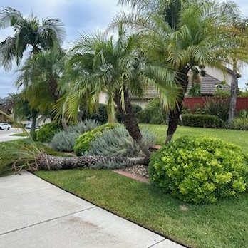 Three Brothers Tree Service - Hurricane Hillary damage - Tree Services Near Me Three Brothers Tree Service - Hurricane Hillary damage - Tree Services Near Me