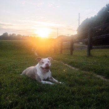 Wellington Dog Park - My dog loving this nice clean grass meanwhile catching a sunset - Dog Parks Near Me - Lexington, Kentucky Wellington Dog Park - My dog loving this nice clean grass meanwhile catching a sunset - Dog Parks Near Me - Lexington, Kentucky