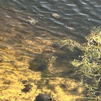 Edgewater Beach & Golf Resort - Turtle habitat directly below balcony - Hotels Near Me - Panama City Beach, Florida