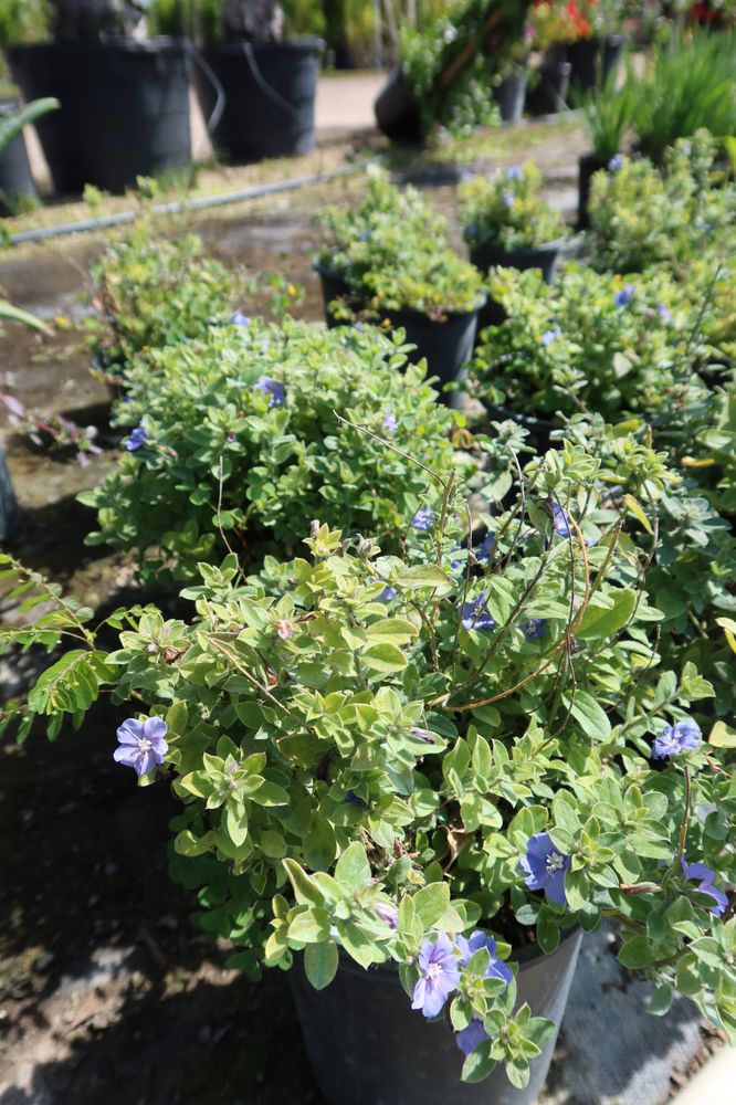 Briarcliff Wholesale Plant Nursery Logo