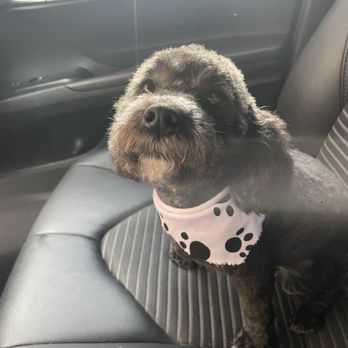 Lucky Dog Pet Grooming - Miniature poodle cut/ grooming: - Pet Groomers Near Me - Panorama, California Lucky Dog Pet Grooming - Miniature poodle cut/ grooming: - Pet Groomers Near Me - Panorama, California