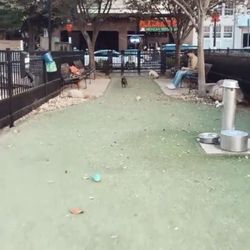 Downtown Dog Walk