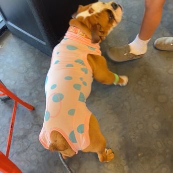 Kelly’s Surgical Unit - North Phoenix - Remi in her spay suit - Veterinarians Near Me - Phoenix, Arizona Kelly’s Surgical Unit - North Phoenix - Remi in her spay suit - Veterinarians Near Me - Phoenix, Arizona