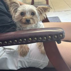 Bee Cave Veterinary Clinic - Lil' guy