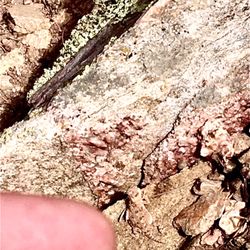 Baby horned toad