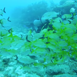 Reef Quest Divers