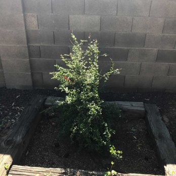 Moon Valley Nurseries - Finger lime suppose to be 7-9 and fruit bearing - Nurseries & Gardening Near Me - Phoenix, Arizona