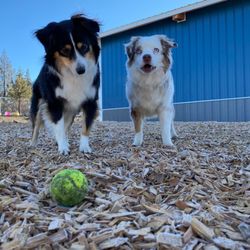 Downtown Doggieville - Chara & Jasper