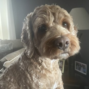 Happy Dog Grooming Spa - Pet Groomers Near Me - Des Plaines, Illinois